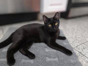 Baby Riku -  Domestic Short Hair Cat for Adoption in New York, New York - Baby Riku | PetCurious