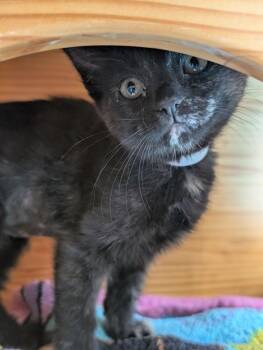 Sasha -  Domestic Short Hair Cat for Adoption in Salinas, California - Sasha | PetCurious