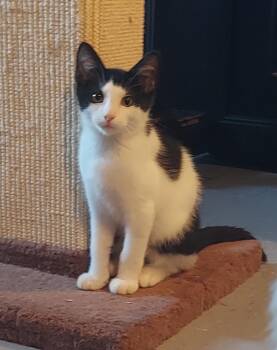 Rescue Domestic Short Hair Cats for Adoption in Roxbury Township, New Jersey - Jack Daniel’s | PetCurious