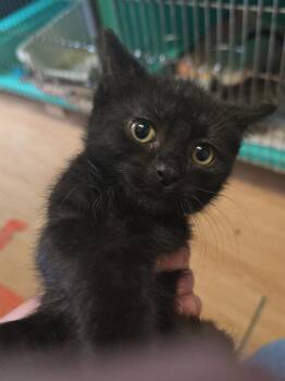 Lyra -  Domestic Short Hair Cat for Adoption in Pine Grove, Pennsylvania - Lyra | PetCurious