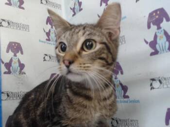 TIGGER TIGGER -  Domestic Short Hair Cat for Adoption in Orlando, Florida - TIGGER TIGGER | PetCurious