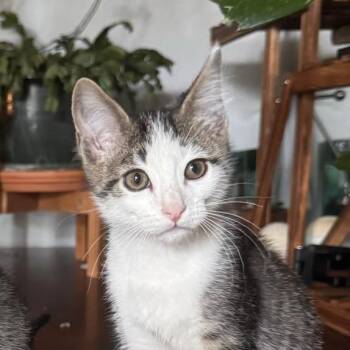 Willie -  Domestic Short Hair Cat for Adoption in Laramie, Wyoming - Willie | PetCurious