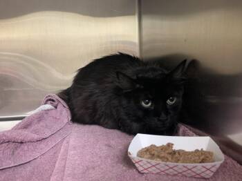 Domestic Long Hair Cats Available for Adoption in Worcester, Massachusetts - Phoenix | PetCurious