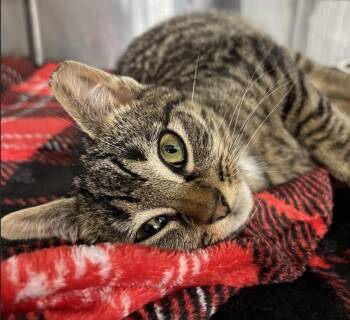 Domestic Short Hair Cats Available for Adoption in Long Beach, New York - Whitman | PetCurious