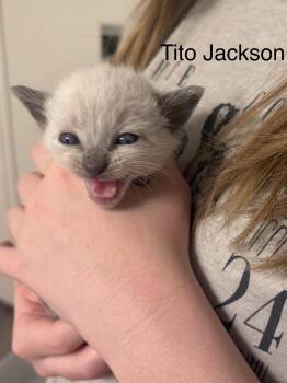 Tito Jackson -  Domestic Short Hair and Siamese Cat Available for Adoption in Milton, Georgia - Tito Jackson | PetCurious
