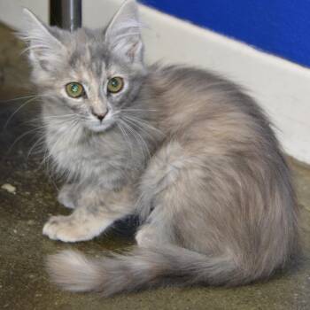Bugle -  Domestic Medium Hair Cat for Adoption in Los Angeles, California - Bugle | PetCurious