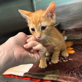 Lukas -  Domestic Short Hair Cat for Adoption in Lake Jackson, Texas - Lukas | PetCurious