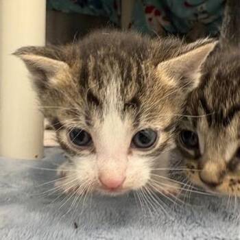 Domestic Short Hair Cats Available for Adoption in Bentonville, Arkansas - Eve | PetCurious