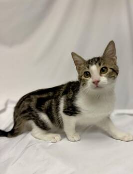 Raphael -  Domestic Short Hair Cat for Adoption in Denver, Colorado - Raphael | PetCurious