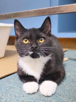 Rescue Domestic Short Hair and Tuxedo Cats for Adoption in Beaverton, Oregon - Ruffnutt | PetCurious