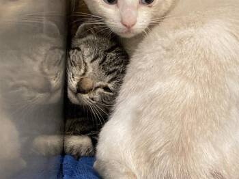 TABBY -  Domestic Short Hair Cat for Adoption in Tustin, California - TABBY | PetCurious