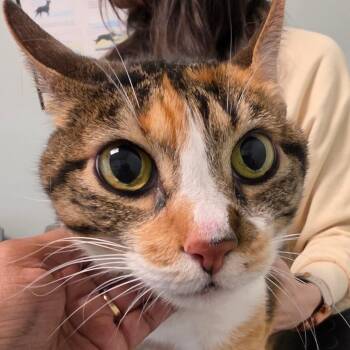 Beatrix -  Domestic Short Hair Cat for Adoption in Leander, Texas - Beatrix | PetCurious