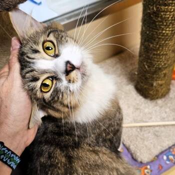 Domestic Long Hair Cats Available for Adoption in Fairfax, Virginia - Giselle | PetCurious