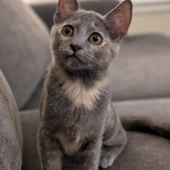 Rescue Domestic Short Hair Cats for Adoption in Warr Acres, Oklahoma - Jester | PetCurious