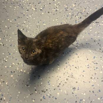 TUSC-Stray-85504 -  Domestic Short Hair Cat for Adoption in Tuscaloosa, Alabama - TUSC-Stray-85504 | PetCurious