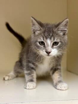 Paddle -  Domestic Medium Hair and Domestic Short Hair Cat for Adoption in Chamblee, Georgia - Paddle | PetCurious