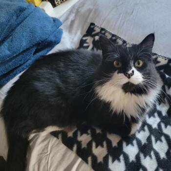 Domestic Long Hair Cats Available for Adoption in Grand Rapids, Michigan - Sunshine - CHOW HOUND | PetCurious