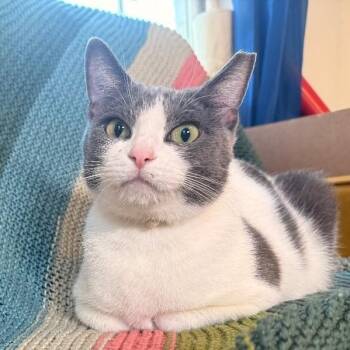 Domestic Short Hair and Tuxedo Cats Available for Adoption - Cheddar Cheese | PetCurious