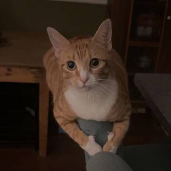 Demi -  Domestic Short Hair Cat for Adoption in Beaumont, Texas - Demi | PetCurious