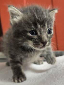 Jack -  Domestic Short Hair Cat for Adoption in Fresno, California - Jack | PetCurious