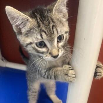 Carl -  Domestic Short Hair Cat for Adoption in Janesville, Wisconsin - Carl | PetCurious