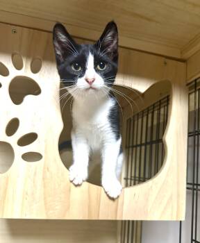 Rescue Domestic Short Hair Cats for Adoption in Orange, California - Gia | PetCurious