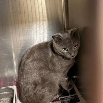 Ethan -  Domestic Short Hair Cat for Adoption in Winston-salem, North Carolina - Ethan | PetCurious