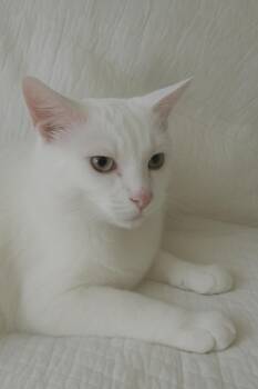 Rescue Domestic Short Hair Cats for Adoption in Copley, Ohio - Julia | PetCurious