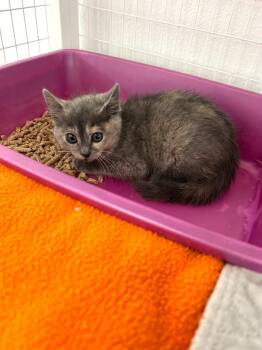 Domestic Short Hair Cats Available for Adoption in Brookings, Oregon - Midge | PetCurious