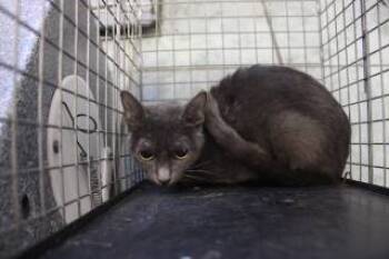 Rescue Domestic Short Hair Cats for Adoption in Weatherford, Texas - Wisp | PetCurious