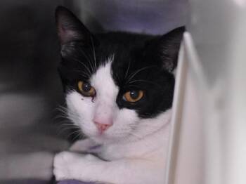 Domestic Short Hair Cats Available for Adoption in Portland, Oregon - Meriadoc | PetCurious