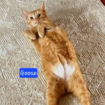 Goose -  Domestic Short Hair Cat for Adoption in Jessup, Maryland - Goose | PetCurious
