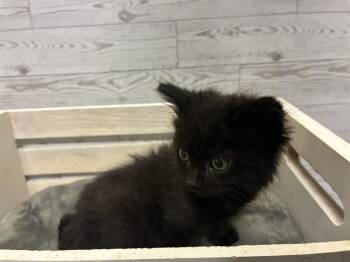Domestic Medium Hair Cats Available for Adoption in Modesto, California - TOOTHLESS | PetCurious