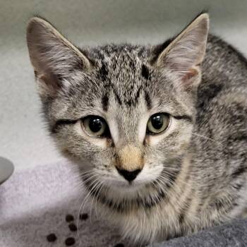 Caliente -  Domestic Short Hair Cat for Adoption in Grayslake, Illinois - Caliente | PetCurious
