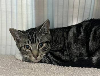 Domestic Short Hair Cats Available for Adoption - A650284 | PetCurious