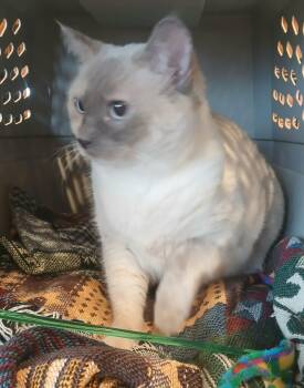 Rescue Siamese Cats for Adoption in Lee