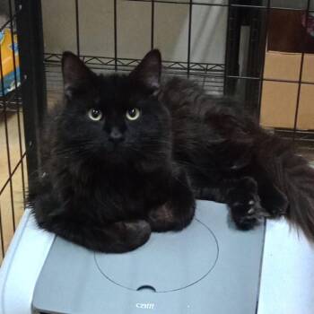 Midnight -  Domestic Long Hair and Domestic Short Hair Cat for Adoption in Grand Rapids, Minnesota - Midnight | PetCurious