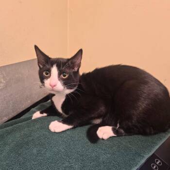 Jett -  Domestic Short Hair Cat for Adoption in Pasadena, California - Jett | PetCurious