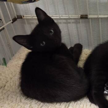 Little Duke -  Domestic Short Hair Cat for Adoption in Priest River, Idaho - Little Duke | PetCurious