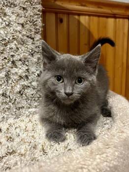 Chanterelle -  Domestic Medium Hair Cat for Adoption in Emerald Isle, North Carolina - Chanterelle | PetCurious