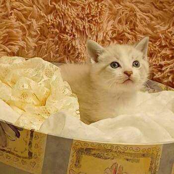 Siamese and Domestic Short Hair Cats Available for Adoption in Huntington Beach, California - Sarge | PetCurious