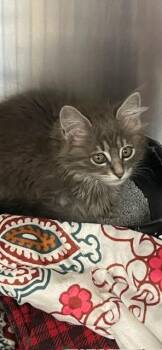 Rings -  Domestic Long Hair Cat Available for Adoption in Jackson, Louisiana - Rings | PetCurious