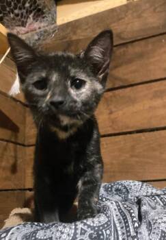 Jovi (Lisa-fostered in New England) -  Tortoiseshell and Domestic Short Hair Cat for Adoption in Brighton, Tennessee - Jovi (Lisa-fostered In New England) | PetCurious