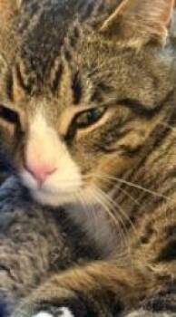 Domestic Short Hair Cats Available for Adoption in Georgina, Ontario - Buttons | PetCurious