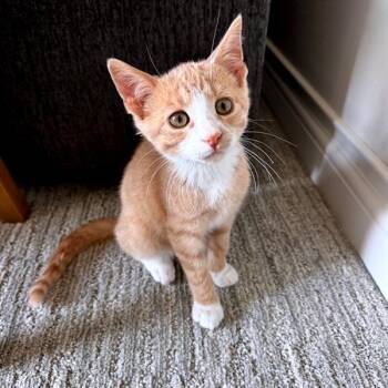 Biscuit -  Domestic Short Hair Cat for Adoption in Green Bay, Wisconsin - Biscuit | PetCurious