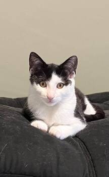 Peko -  Domestic Short Hair Cat for Adoption in Spencerville, Ontario - Peko | PetCurious