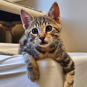 Domestic Short Hair Cats Available for Adoption in Sonoma, California - Ninja Tiger | PetCurious