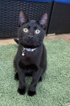 Rescue Domestic Short Hair Cats for Adoption in Plant City, Florida - Timmy | PetCurious