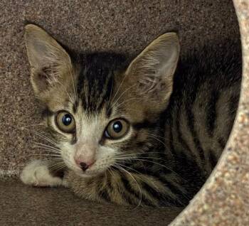 Zhen -  Domestic Short Hair Cat for Adoption in Park Row, Texas - Zhen | PetCurious