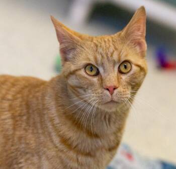 Domestic Short Hair Cats Available for Adoption - Romeo | PetCurious
